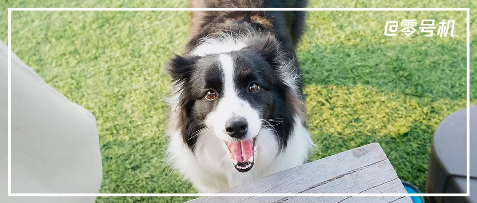 AI项圈，正靠解决现代人的养宠焦虑年入上亿