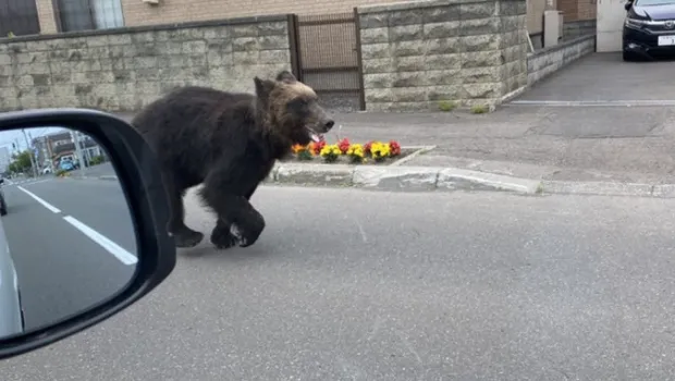 “开始记得人的味道” 日本熊灾最新进展吓人 “开始记得人的味道” 日本熊灾最新进展吓人