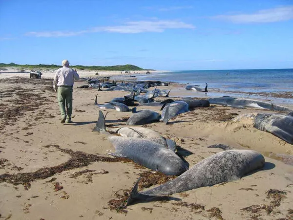 被煮熟?153只海豚浮尸湖面 惨烈一幕曝光