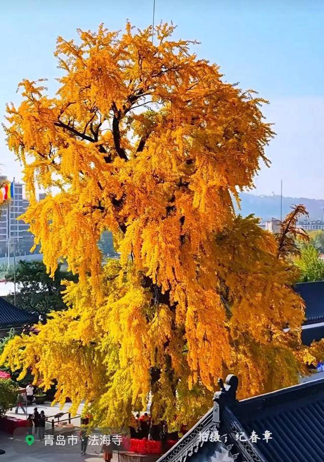 中国1600岁“银杏王”满树金黄