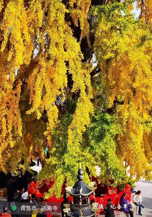 中国1600岁“银杏王”满树金黄