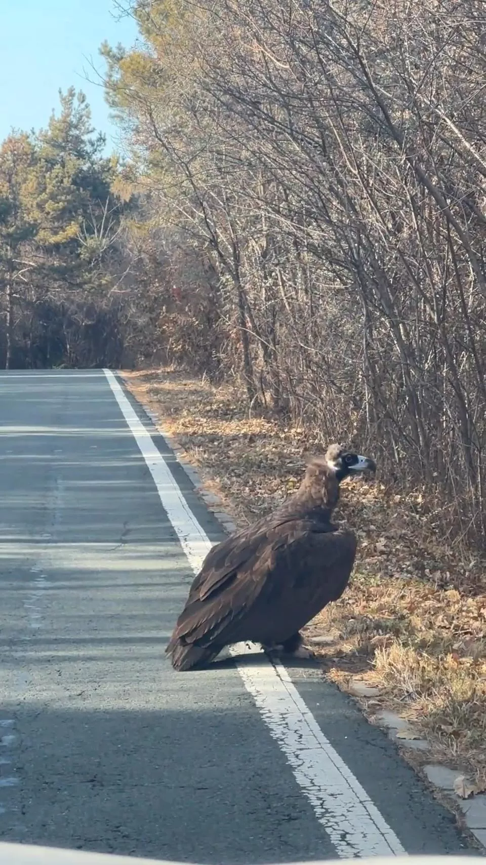 长春一女子自驾遇“座山雕”蹲路边,林业局回应