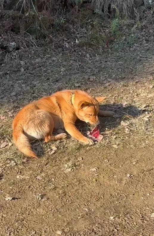 “开始记得人的味道” 日本熊灾最新进展吓人