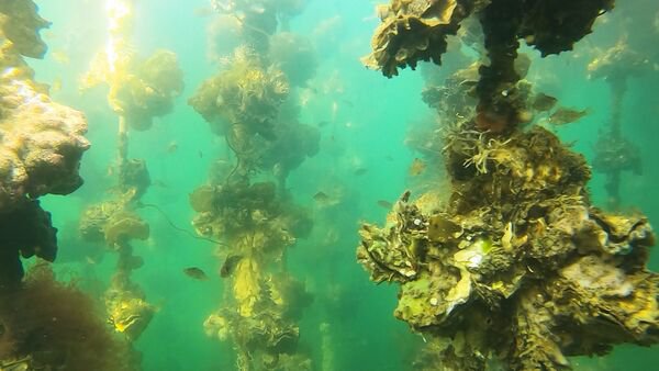 ▲▼廣島牡蠣。（圖／資料照／翻攝廣島縣觀光聯合會）