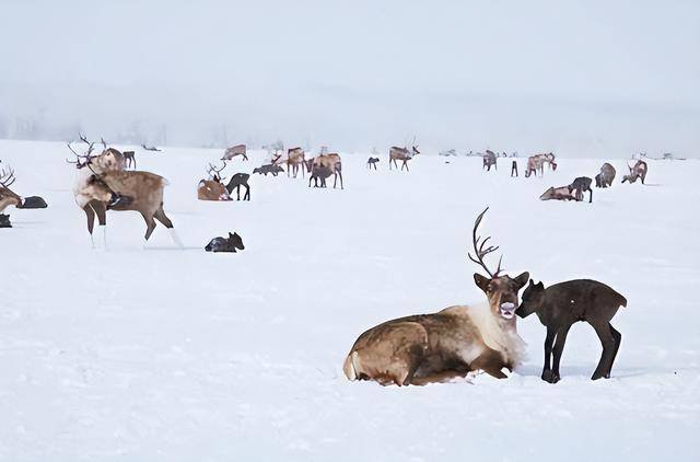 西伯利亚：吃不完的肉 砍不完的森林 挖不完的矿
