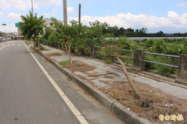 倾倒的行道树到处可见。（记者詹士弘摄）