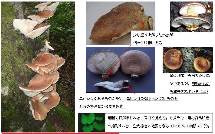 日本和歌山市老翁采集野外蘑菇，以AI判断无毒并吃下，结果中毒症状送医。图为日本脐菇。（图撷自日本厚劳省官网）