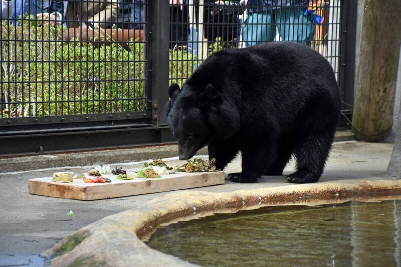 日本秋田市大森山动物园，有黑熊从围栏里逃脱。大森山动物园黑熊示意图。（图撷自大森山动物园脸书）
