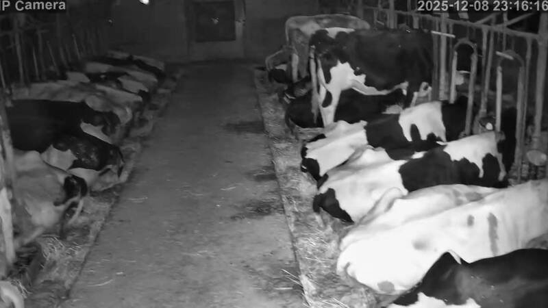 日本青森县外海昨（8）日深夜发生规模7.6强震，邻近的北海道也感到受强烈摇晃，当地酪农也分享地震发瞬间，牛舍里的所有乳牛起身警戒。（图撷取自@makibao_furico 社群平台「X」）
