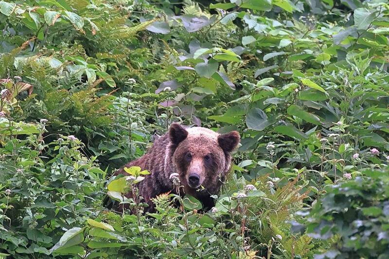 日本北海道8月发生登山客遭熊攻击丧生事件，该名罹难者当时配戴的智慧型手表资料曝光，揭露他生命最后一段时刻的细节轨迹。非当事熊。（资料照，若狭政信提供）