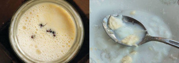 哥本哈根大学一组研究团队成功制作「蚂蚁优格」，并进一步解析其发酵原理。（图取自iScience期刊）